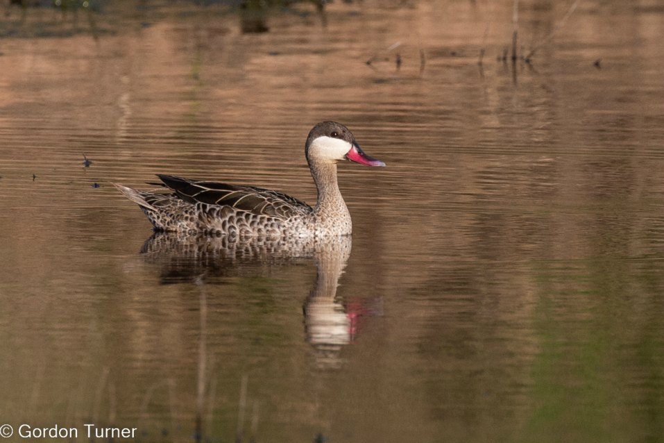 <h2>The Best of South Africa Escorted 2023</h2> 14 Nights | 6 Rounds | March 11 - 25